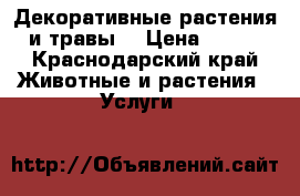 Декоративные растения и травы  › Цена ­ 150 - Краснодарский край Животные и растения » Услуги   
